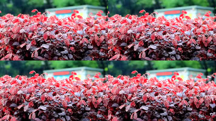 雨中园林红色植物缀满水珠雨水洒落高清