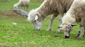 4K草原上羊吃草 4K草原上羊吃草