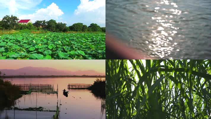 合集湿地大自然风光荷花池塘芦苇采苓廊桥树