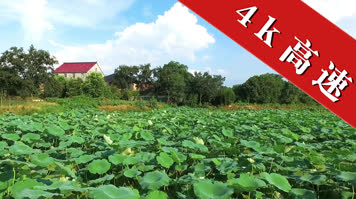 合集湿地大自然风光荷花池塘芦苇采苓廊桥树