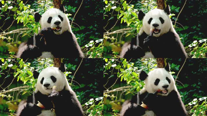 可爱国宝大熊猫吃竹子