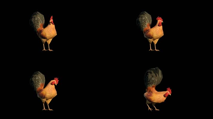 公鸡活动3D动画（带通明通道）
