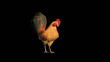 公鸡活动3D动画（带通明通道）