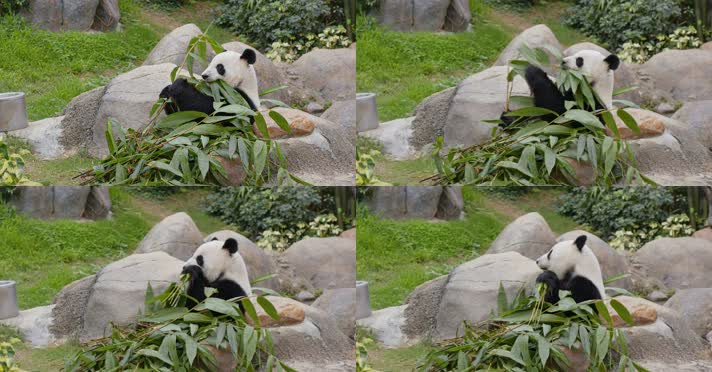 4K国宝熊猫休闲的吃竹子