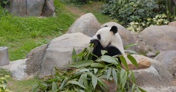 4K国宝熊猫休闲的吃竹子