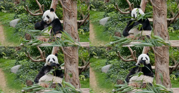 4K熊猫吃竹子