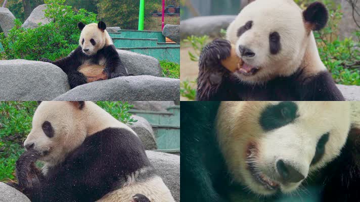 合集可爱国宝大熊猫生活日常吃竹子