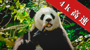 合集可爱国宝大熊猫生活日常吃竹子