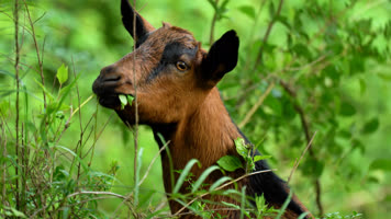 4K羊群放羊畜牧业山羊 4K羊群放羊畜牧业山羊