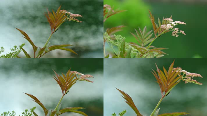 4K大自然唯美植物野花
