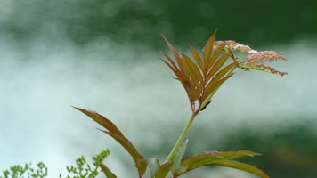 4K大自然唯美植物野花