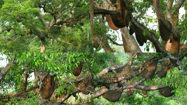 蜂群蜂巢蜂窝蜜蜂