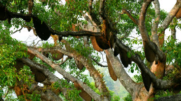 蜂群蜂巢蜂窝蜜蜂