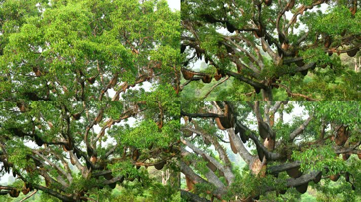 蜂蜜蜂群蜂巢蜂窝蜜蜂