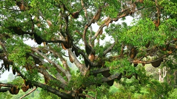 蜂蜜蜂群蜂巢蜂窝蜜蜂