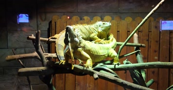 动物萌宠乐园 蜥蜴 动物园 保护动物 野生动 动物萌宠乐园 蜥蜴 动物园 保护动物 野生动