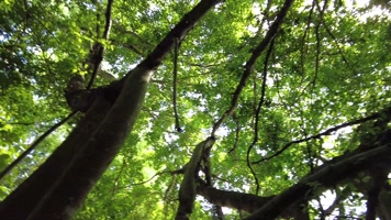 早晨的阳光穿过树木树枝树叶视频