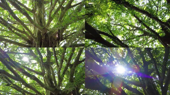 早晨的阳光穿过树木树枝树叶视频