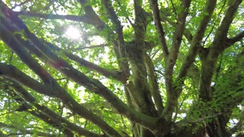 早晨的阳光穿过树木树枝树叶视频