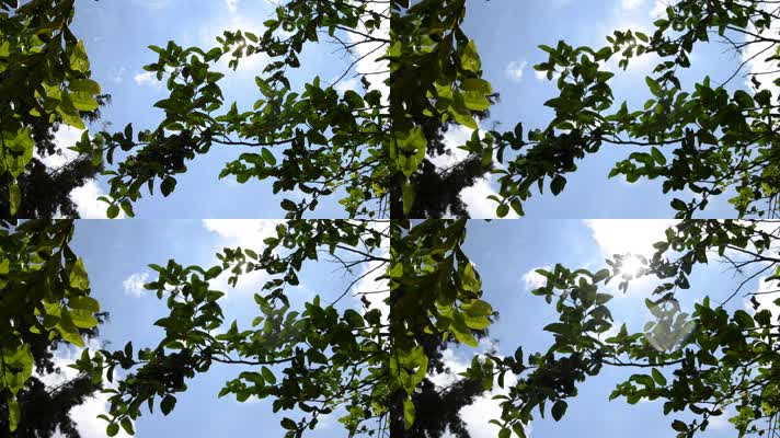 床单-- 树-- 树木--2064