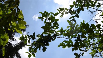 床单-- 树-- 树木--2064