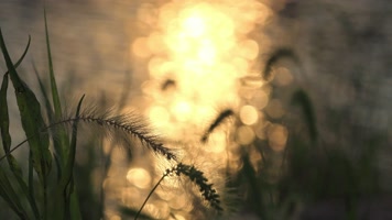 波光粼粼湖面光斑光晕