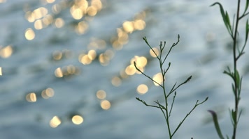 波光粼粼湖面光斑光晕