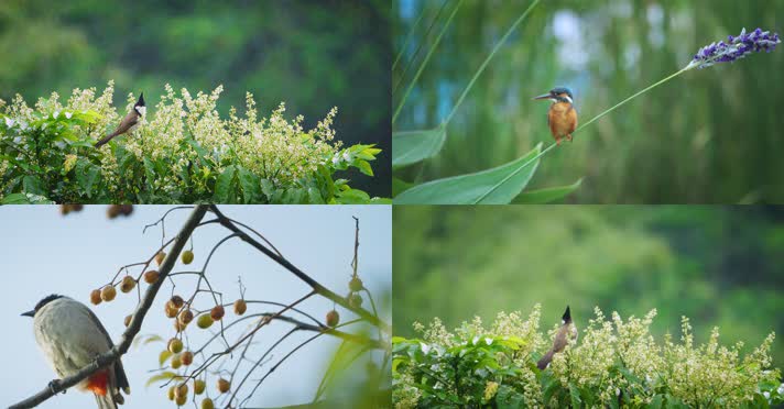 4k鸟空镜集合 鸟叫鸟飞白鹭翠鸟春天报春