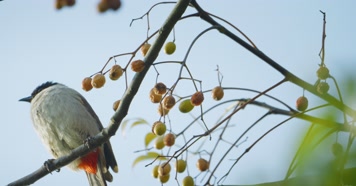 4k鸟空镜集合 鸟叫鸟飞白鹭翠鸟春天报春