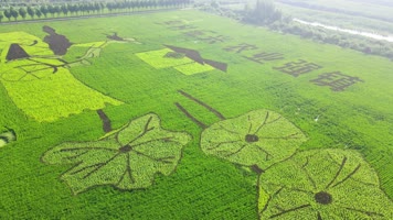  稻田画作 稻米艺术 航拍稻田画 稻田字 
