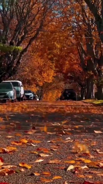 秋天落叶唯美 秋天落叶唯美