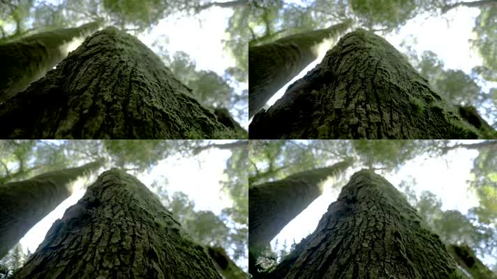 参天大树千年古木树干仰拍