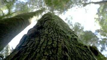 参天大树千年古木树干仰拍