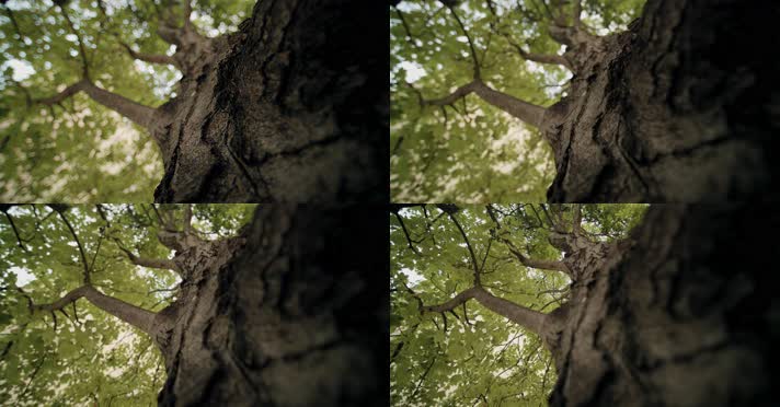 参天大树千年古木树干仰拍