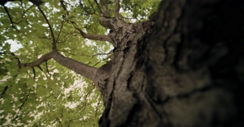 参天大树千年古木树干仰拍 参天大树千年古木树干仰拍