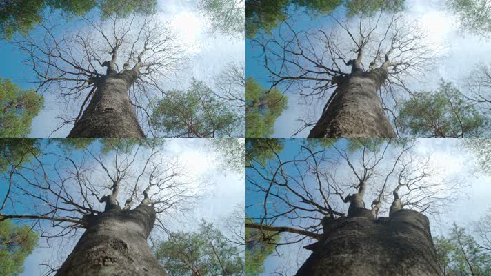 森林参天大树千年古木树干仰拍