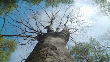 森林参天大树千年古木树干仰拍