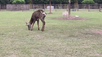 动物园动物活动梅花鹿特写镜头 动物园动物活动梅花鹿特写镜头