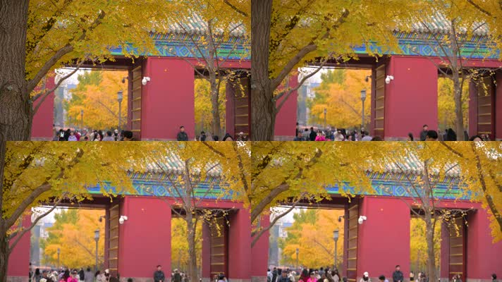 金色银杏地坛公园银杏大道