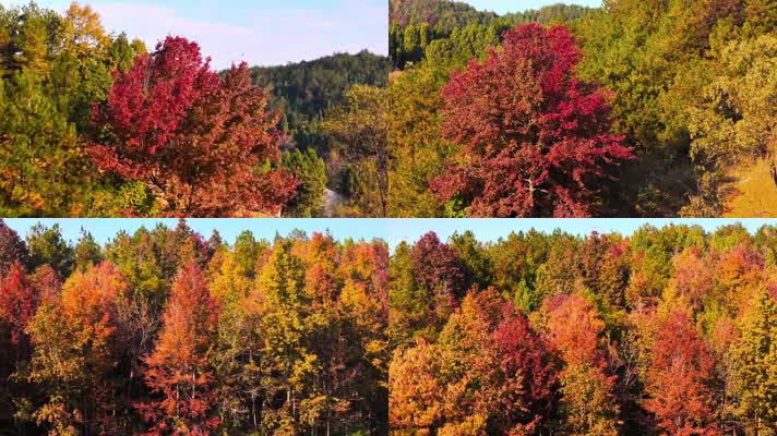 贵州：层林尽染美如画 五彩斑斓惹人醉