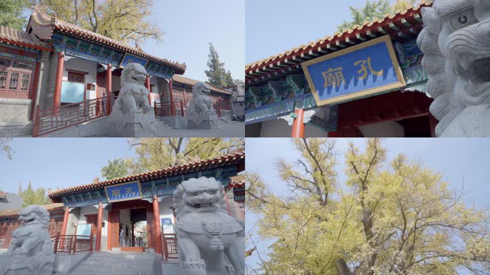 临沂孔庙银杏树千年银杏