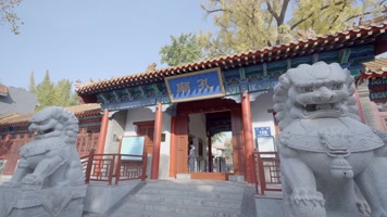 临沂孔庙银杏树千年银杏