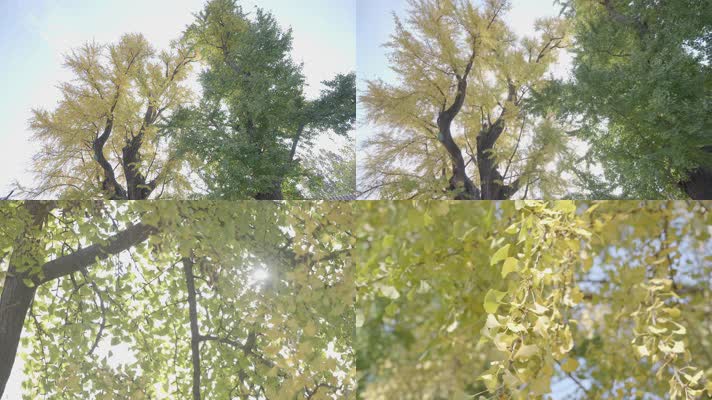 临沂孔庙银杏树千年银杏