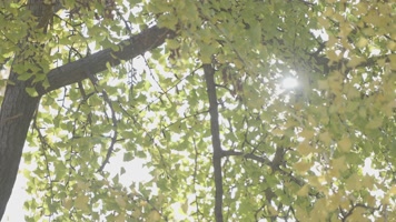 临沂孔庙银杏树千年银杏