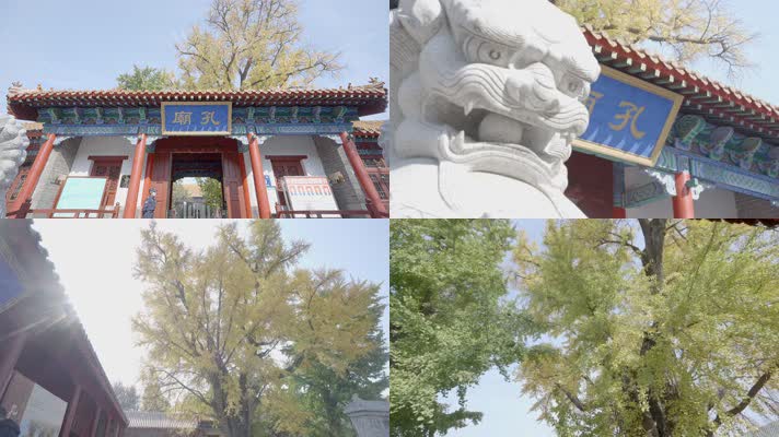 临沂孔庙银杏树千年银杏