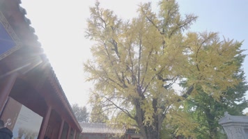 临沂孔庙银杏树千年银杏