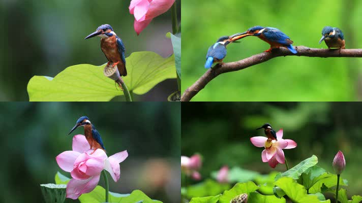 荷花池 翠鸟 视频素材 三只 抓红鱼 荷