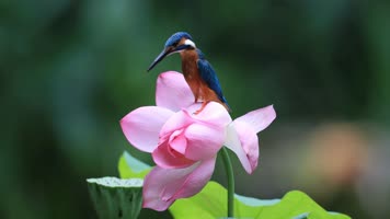 荷花池 翠鸟 视频素材 三只 抓红鱼 荷 荷花池 翠鸟 视频素材 三只 抓红鱼 荷