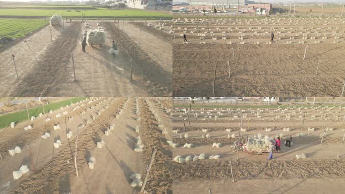 红薯 晾晒 美食 吃粉条 挂粉 地瓜晾粉 粉条