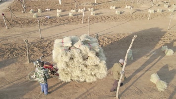 红薯 晾晒 美食 吃粉条 挂粉 地瓜晾粉 粉条